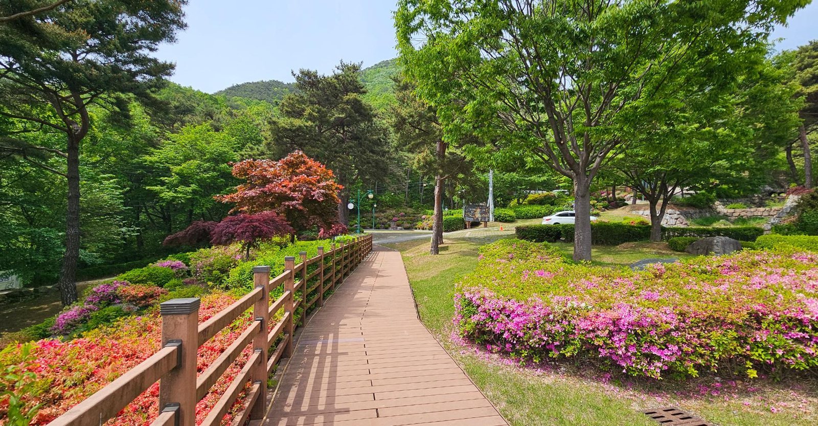 나무 난간이 이어진 데크 산책길과 분홍·붉은 철쭉 화단, 붉은 단풍나무와 산